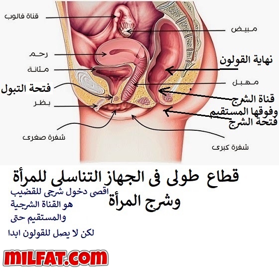 كس 2.jpg